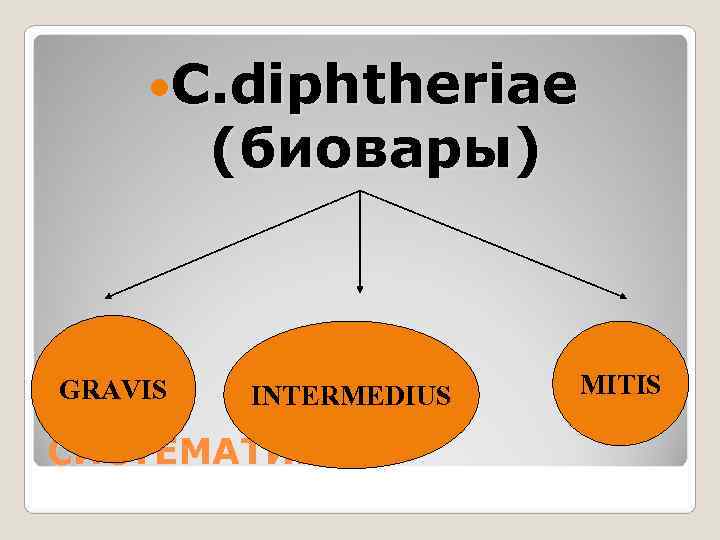  C. diphtheriae   (биовары)  GRAVIS  INTERMEDIUS  MITIS СИСТЕМАТИКА 