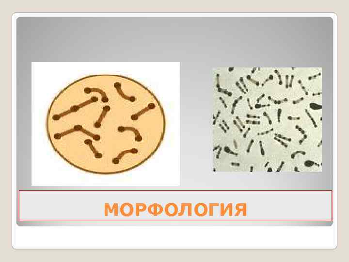 МОРФОЛОГИЯ 