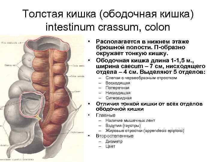 Толстая кишка (ободочная кишка) intestinum crassum, colon • Располагается в нижнем этаже брюшной полости.