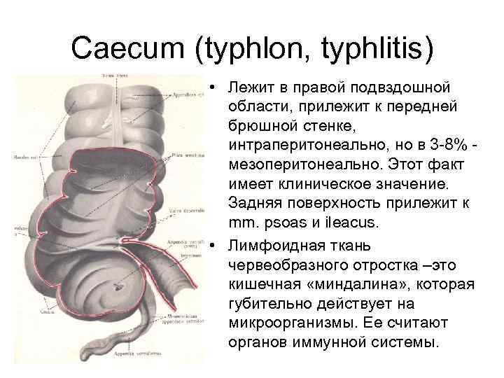 Caecum (typhlon, typhlitis) • Лежит в правой подвздошной области, прилежит к передней брюшной стенке,