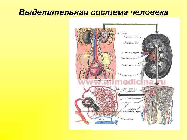 Выделительная система человека картинки