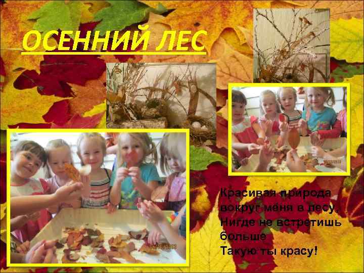 ОСЕННИЙ ЛЕС Красивая природа вокруг меня в лесу, Нигде не встретишь больше Такую ты