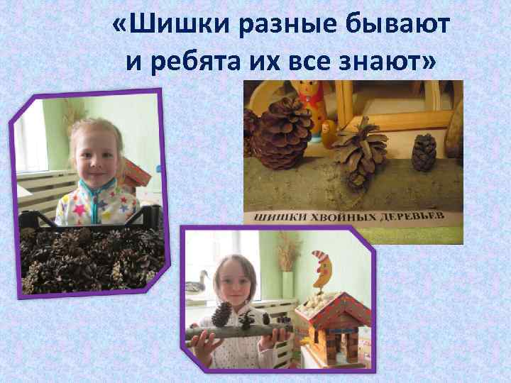  «Шишки разные бывают и ребята их все знают» 