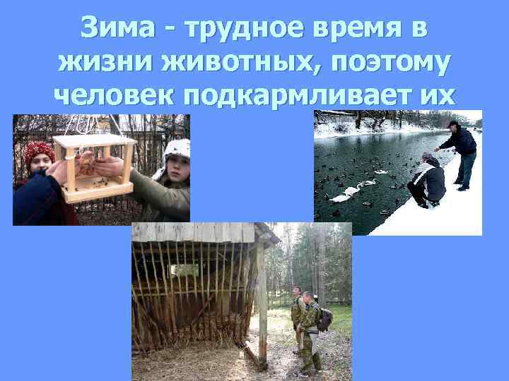  Зима - трудное время в жизни животных, поэтому человек подкармливает их 