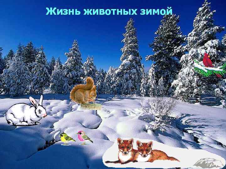 Жизнь животных зимой 