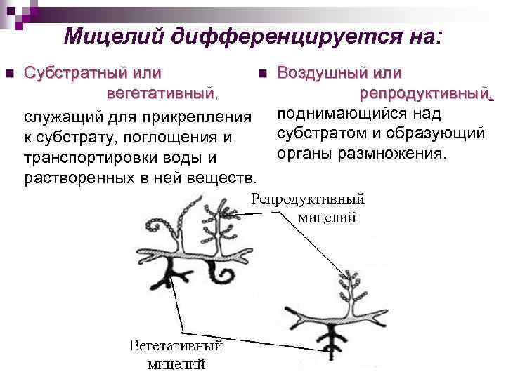 Мицелий дифференцируется на: n Субстратный или n вегетативный, вегетативный служащий для прикрепления к субстрату,