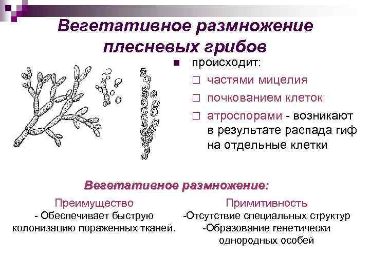 Вегетативное размножение плесневых грибов n происходит: ¨ частями мицелия ¨ почкованием клеток ¨ атроспорами