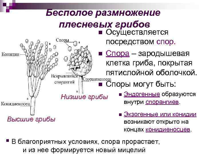 Бесполое размножение плесневых грибов n n n Осуществляется посредством спор. Спора – зародышевая клетка