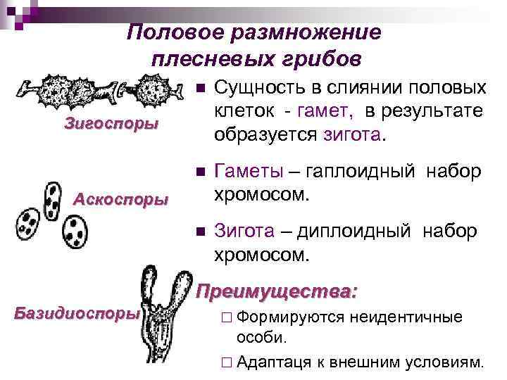 Половое размножение плесневых грибов n Сущность в слиянии половых клеток - гамет, в результате