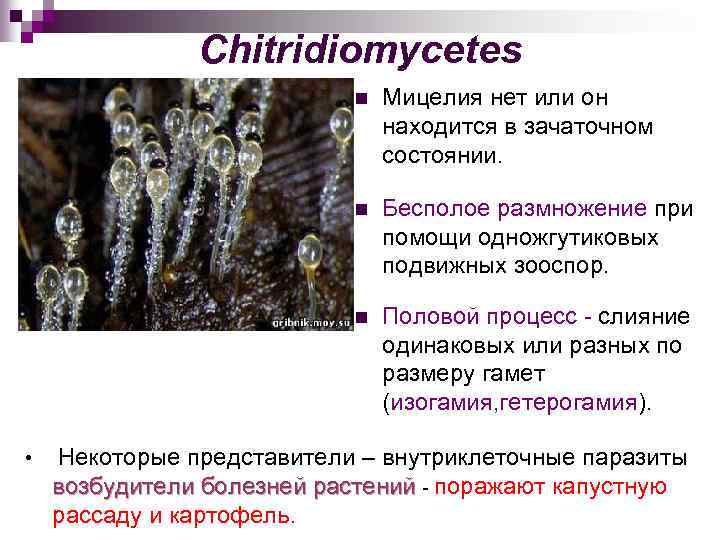 Chitridiomycetes n n Бесполое размножение при помощи одножгутиковых подвижных зооспор. n • Мицелия нет