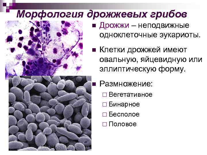 Морфология дрожжевых грибов n Дрожжи – неподвижные одноклеточные эукариоты. n Клетки дрожжей имеют овальную,