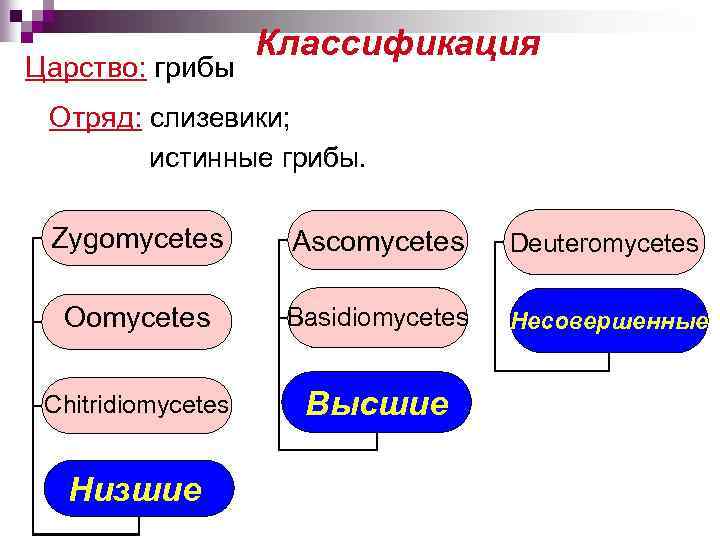 Царство: грибы Классификация Отряд: слизевики; истинные грибы. Класс: Zygomycetes Ascomycetes Deuteromycetes Oomycetes Basidiomycetes Несовершенные