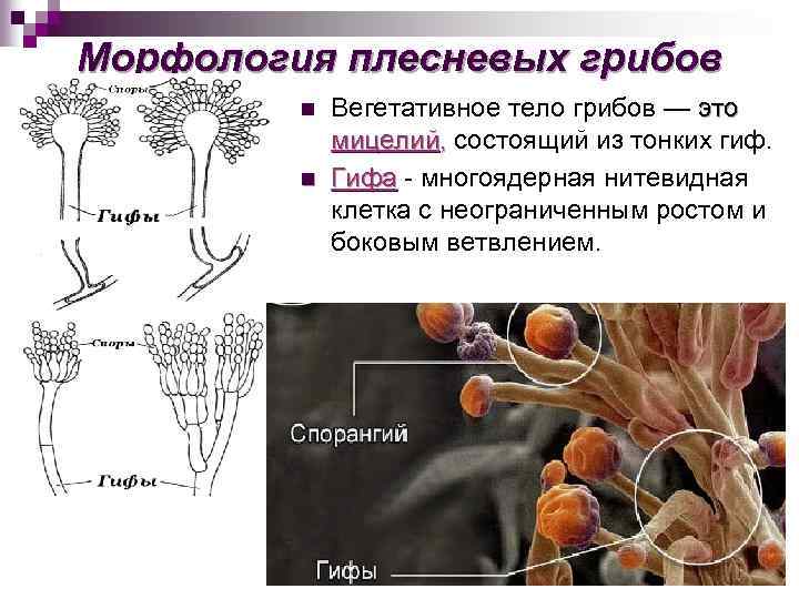 Морфология плесневых грибов n n Вегетативное тело грибов — это мицелий, состоящий из тонких