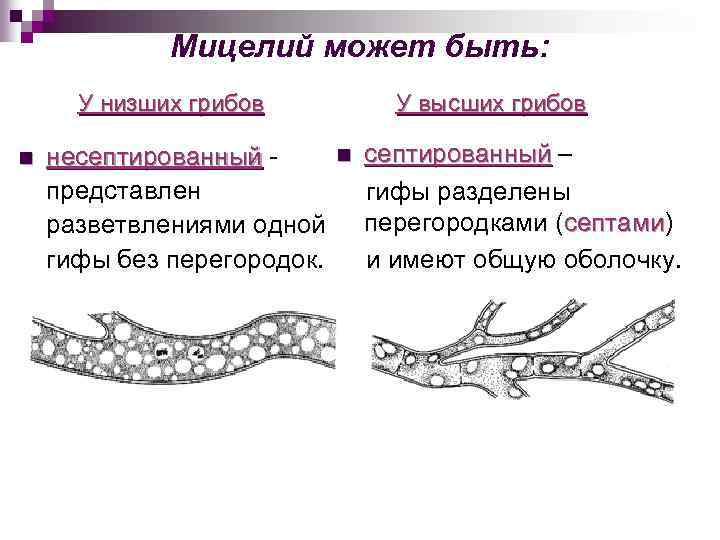 Мицелий может быть: У низших грибов n несептированный представлен разветвлениями одной гифы без перегородок.