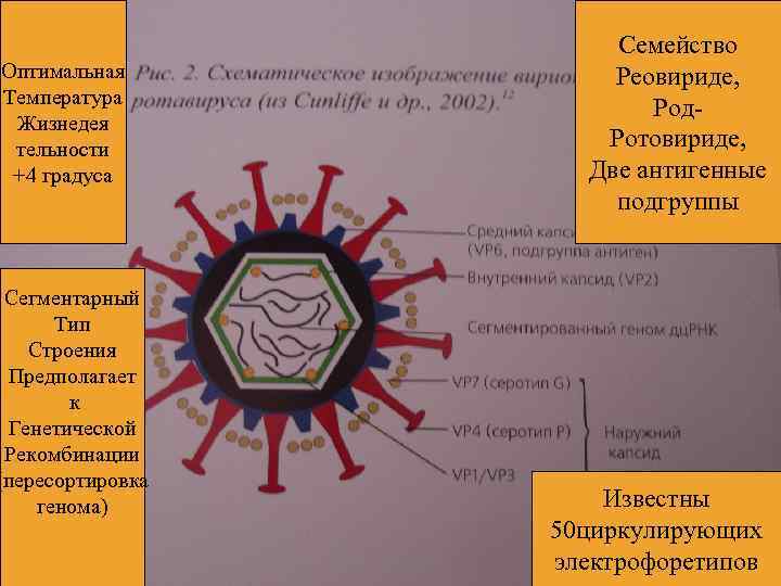 Оптимальная Температура Жизнедея тельности +4 градуса Сегментарный Тип Строения Предполагает к Генетической Рекомбинации (пересортировка