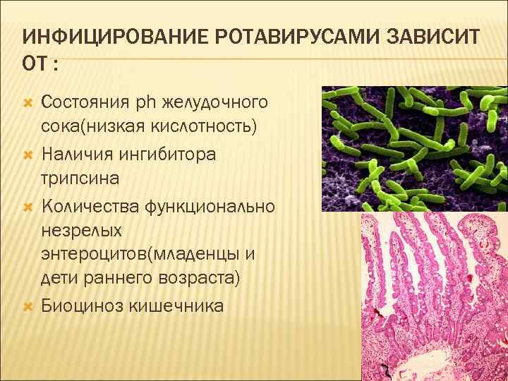 ИНФИЦИРОВАНИЕ РОТАВИРУСАМИ ЗАВИСИТ ОТ : Состояния ph желудочного сока(низкая кислотность) Наличия ингибитора трипсина Количества