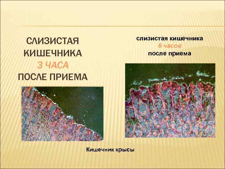 СЛИЗИСТАЯ КИШЕЧНИКА 3 ЧАСА ПОСЛЕ ПРИЕМА Кишечник крысы слизистая кишечника 6 часов после приема