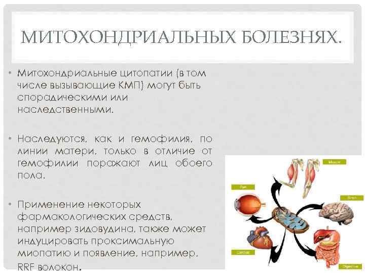  МИТОХОНДРИАЛЬНЫХ БОЛЕЗНЯХ.  • Митохондриальные цитопатии (в том  числе вызывающие КМП) могут