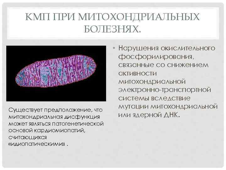  КМП ПРИ МИТОХОНДРИАЛЬНЫХ    БОЛЕЗНЯХ.      