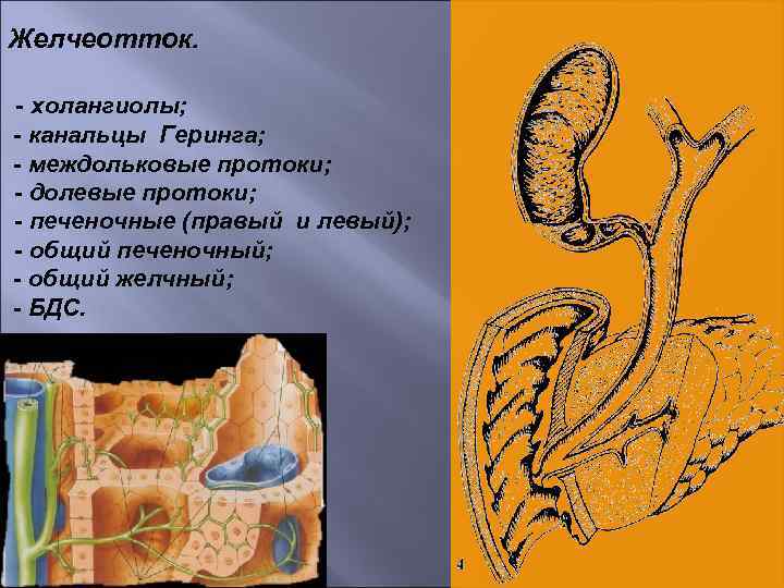 Как нормализовать желчеотток