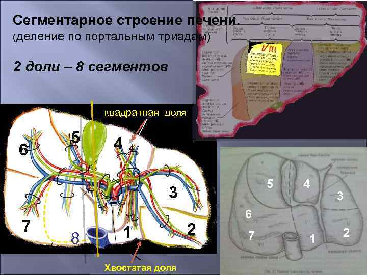 Сегментарное строение печени. (деление по портальным триадам) 2 доли – 8 сегментов квадратная доля