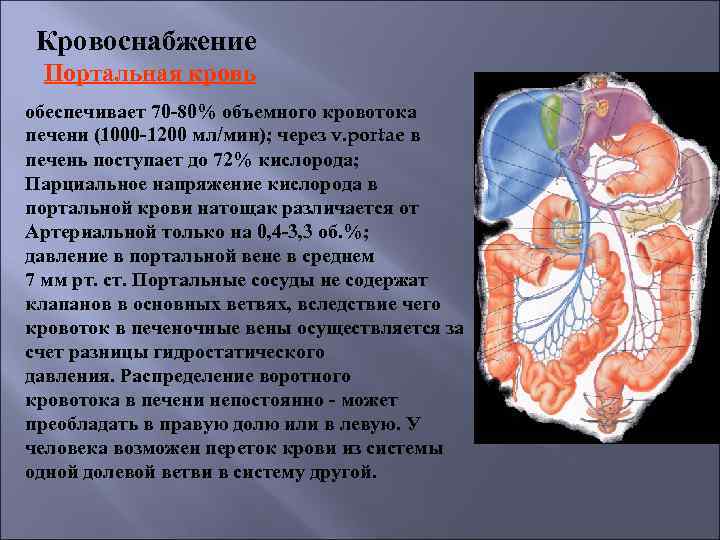 Кровоснабжение Портальная кровь обеспечивает 70 -80% объемного кровотока печени (1000 -1200 мл/мин); через v.