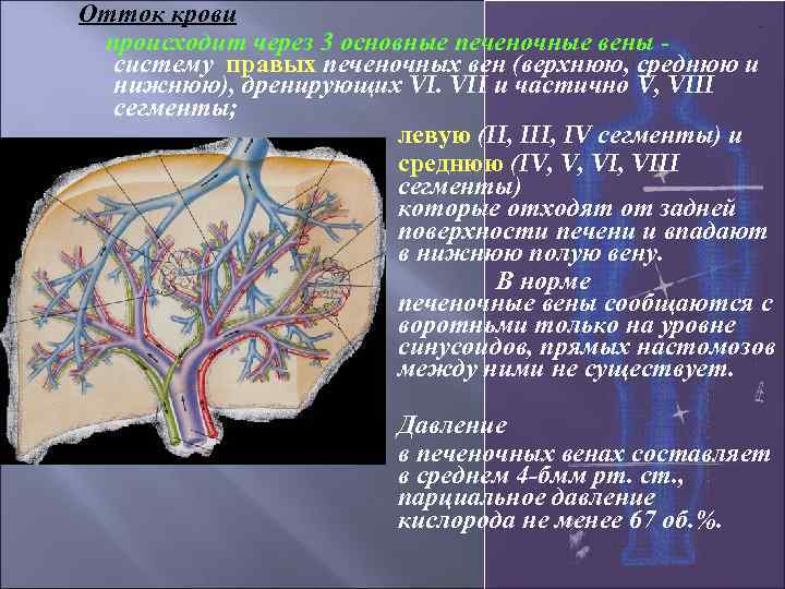 Отток крови происходит через 3 основные печеночные вены систему правых печеночных вен (верхнюю, среднюю