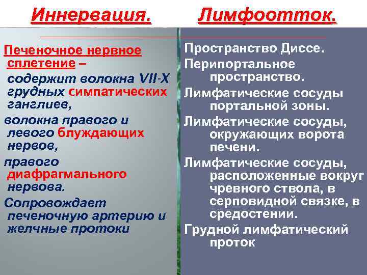 Иннервация. Печеночное нервное сплетение – содержит волокна VII-X грудных cимпатических ганглиев, волокна правого и