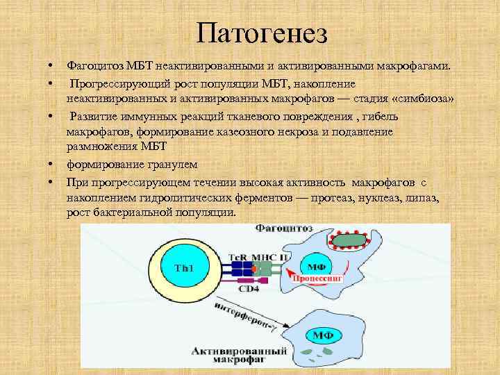 Патогенез • • • Фагоцитоз МБТ неактивированными и активированными макрофагами. Прогрессирующий рост популяции МБТ,