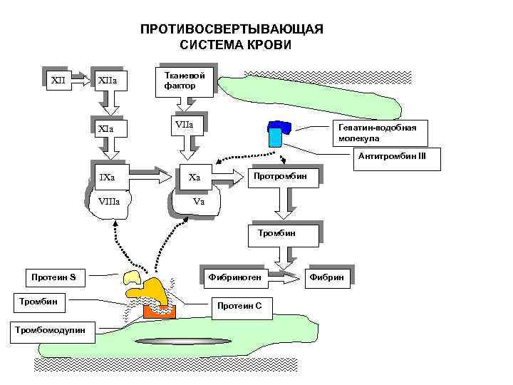 Нарисуйте схему системы. Свертывающая и противосвертывающая системы крови физиология. Противосвёртывающая система крови схема. Противосвертывающая система гемостаза. Схема физиология свертывающей и противосвертывающей системы крови.