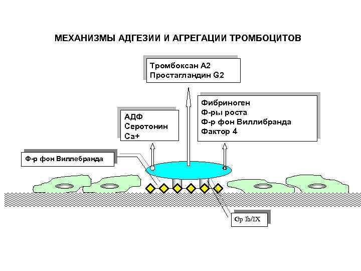 МЕХАНИЗМЫ АДГЕЗИИ И АГРЕГАЦИИ ТРОМБОЦИТОВ Тромбоксан А 2 Простагландин G 2 АДФ Серотонин Са+
