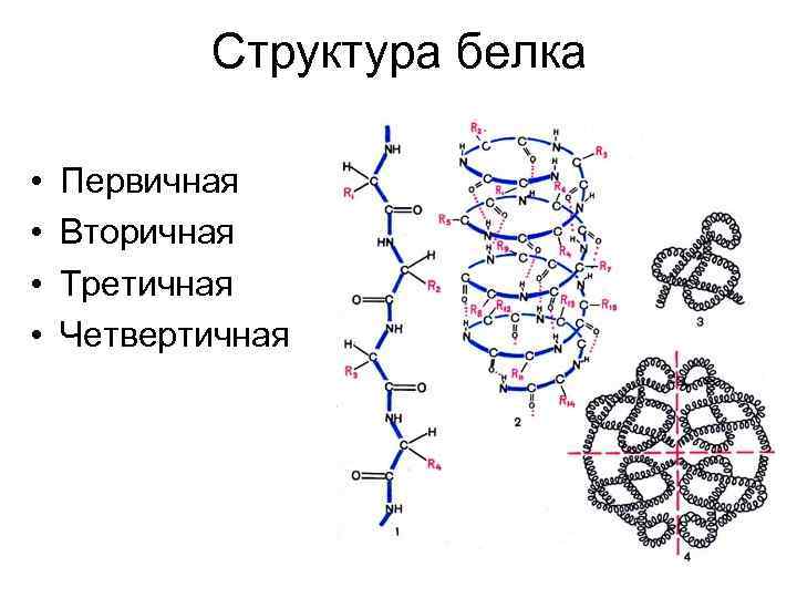  Структура белка • Первичная • Вторичная • Третичная • Четвертичная 