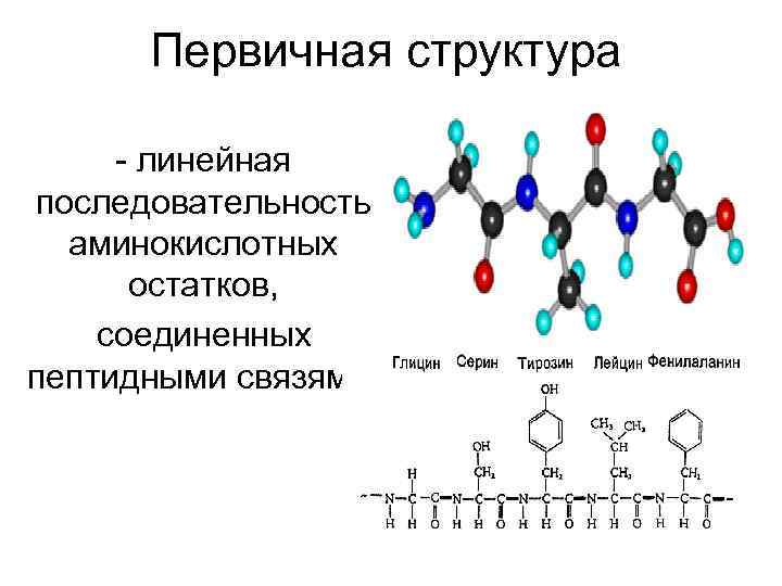  Первичная структура - линейная последовательность аминокислотных остатков, соединенных пептидными связями. 