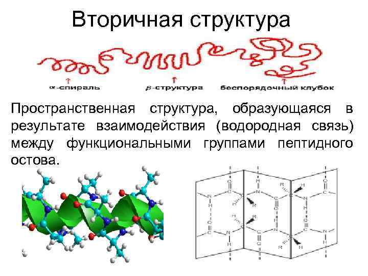  Вторичная структура Пространственная структура, образующаяся в результате взаимодействия (водородная связь) между функциональными группами