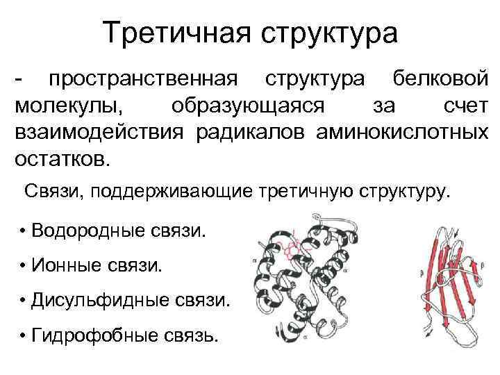  Третичная структура - пространственная структура белковой молекулы, образующаяся за счет взаимодействия радикалов аминокислотных