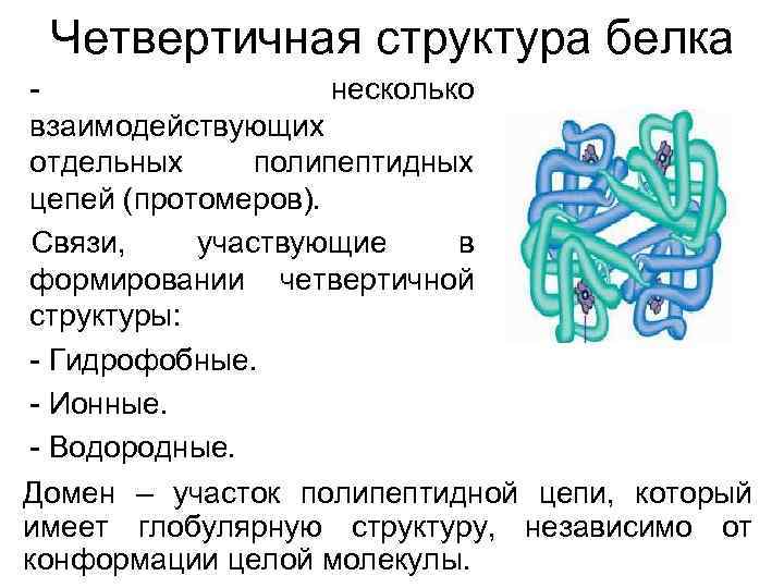 Четвертичная структура белка. Связи четвертичной структуры белка связи. Четвертичная структура белка это структура. Четвертичная структура белка связи. Четвертичная структура белка домены.