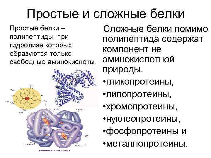  Простые и сложные белки Простые белки – Сложные белки помимо полипептиды, при полипептида