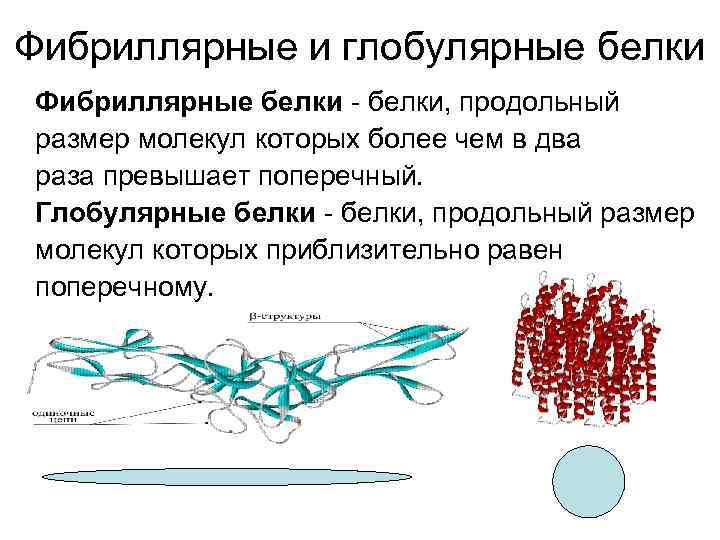 Фибриллярные и глобулярные белки Фибриллярные белки - белки, продольный размер молекул которых более чем