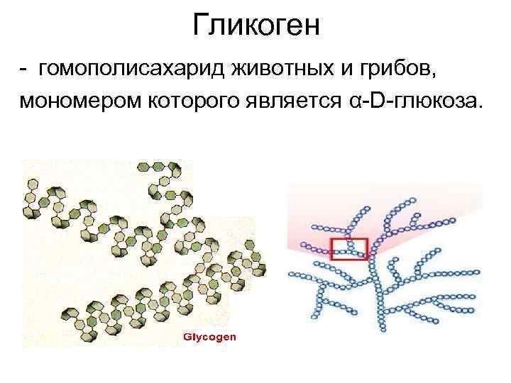  Гликоген - гомополисахарид животных и грибов, мономером которого является α-D-глюкоза. 