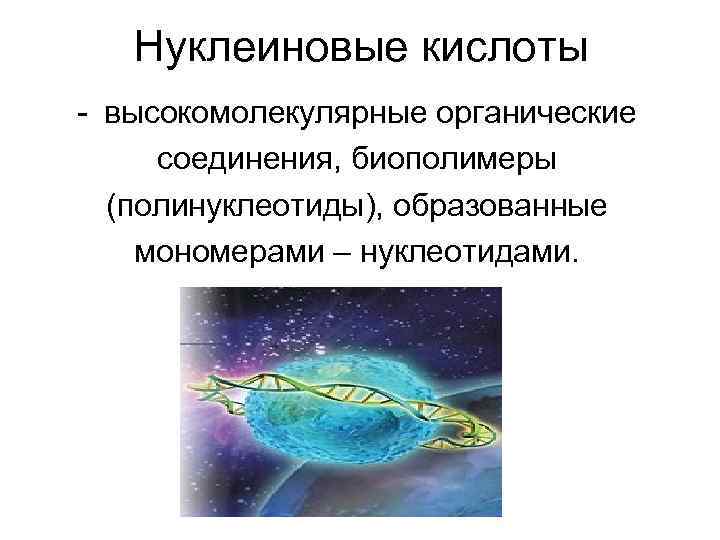  Нуклеиновые кислоты - высокомолекулярные органические соединения, биополимеры (полинуклеотиды), образованные мономерами – нуклеотидами. 