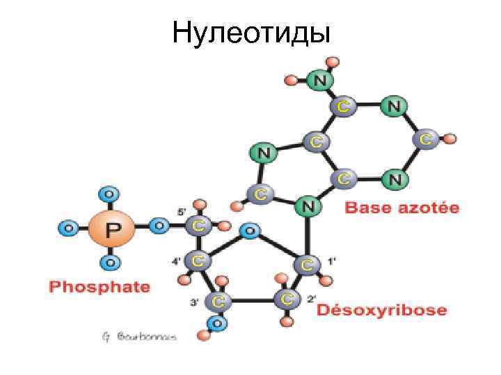 Нулеотиды 