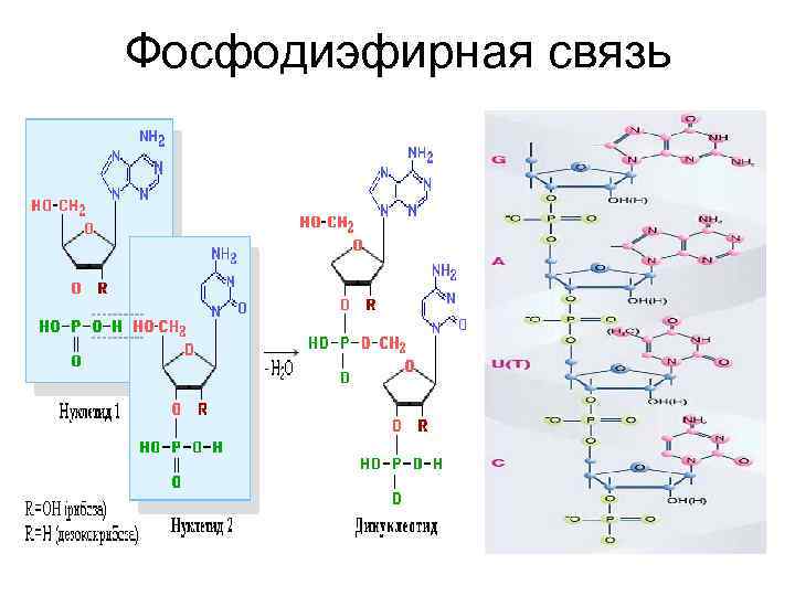 Фосфодиэфирная связь между нуклеотидами