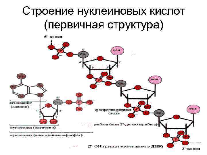 Строение нуклеиновых кислот (первичная структура) 