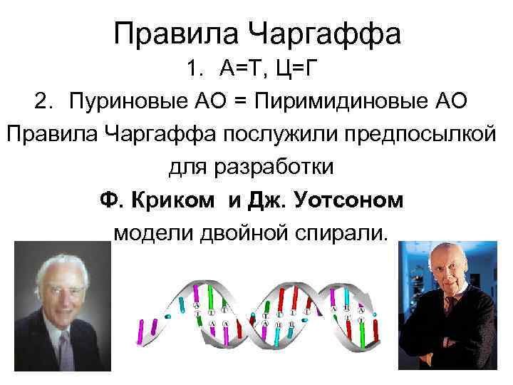  Правила Чаргаффа 1. А=Т, Ц=Г 2. Пуриновые АО = Пиримидиновые АО Правила Чаргаффа