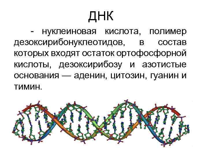  ДНК - нуклеиновая кислота, полимер дезоксирибонуклеотидов, в состав которых входят остаток ортофосфорной кислоты,