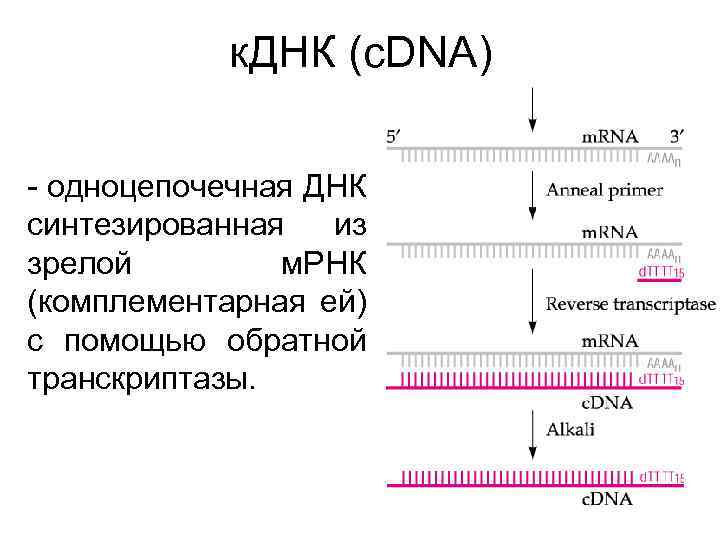  к. ДНК (c. DNA) - одноцепочечная ДНК синтезированная из зрелой м. РНК (комплементарная