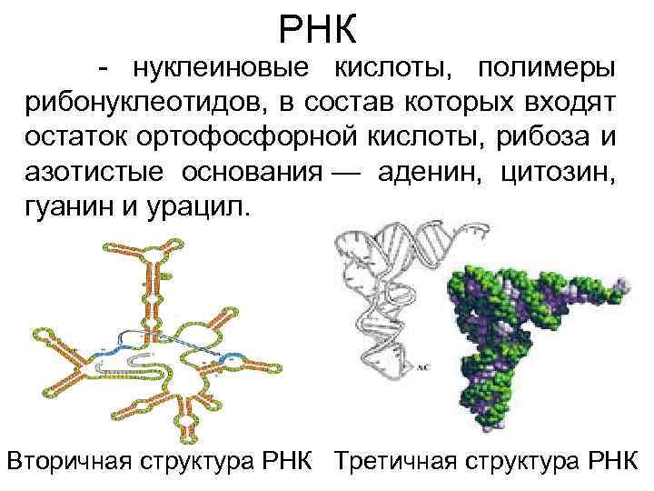  РНК - нуклеиновые кислоты, полимеры рибонуклеотидов, в состав которых входят остаток ортофосфорной кислоты,