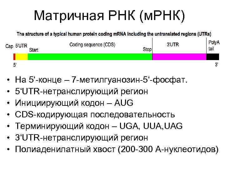  Матричная РНК (м. РНК) • На 5‘-конце – 7 -метилгуанозин-5‘-фосфат. • 5‘UTR-нетранслирующий регион