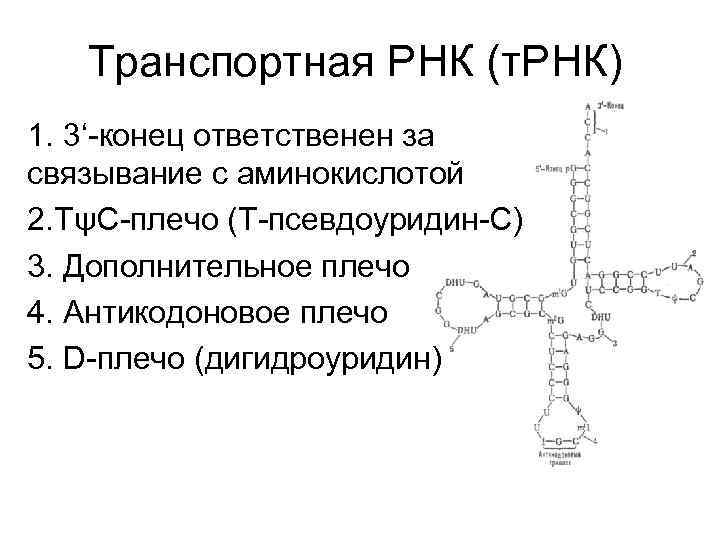  Транспортная РНК (т. РНК) 1. 3‘-конец ответственен за связывание с аминокислотой 2. ТψС-плечо