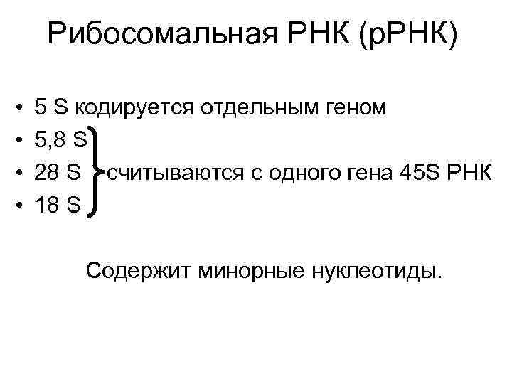  Рибосомальная РНК (р. РНК) • 5 S кодируется отдельным геном • 5, 8